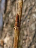 Populus simonii. Часть побега с листовой почкой. Чувашия, окр. г. Шумерля, тополиная роща. 16 апреля 2010 г.