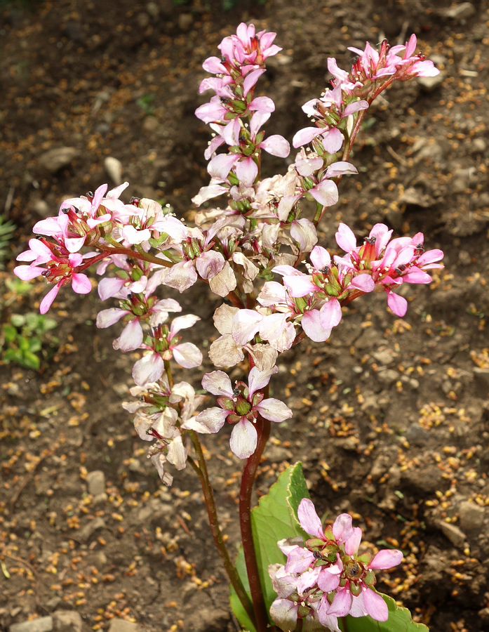 Image of genus Bergenia specimen.