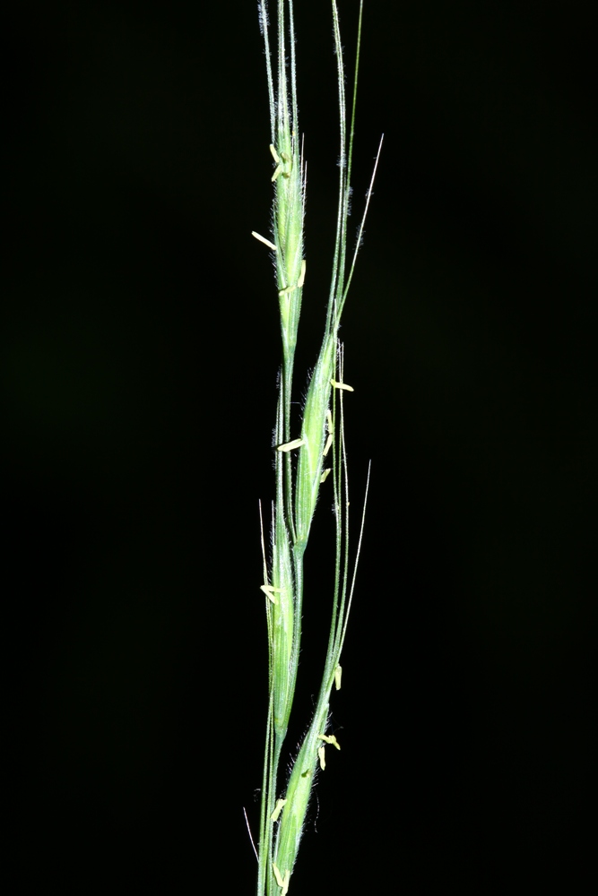 Изображение особи Elymus pendulinus.