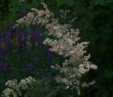 Calamagrostis epigeios