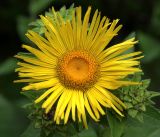 Inula helenium. Соцветие на фоне формирующихся соцветий. Московская обл., Раменский р-н, окр. дер. Хрипань, садовый участок. 17.08.2017.