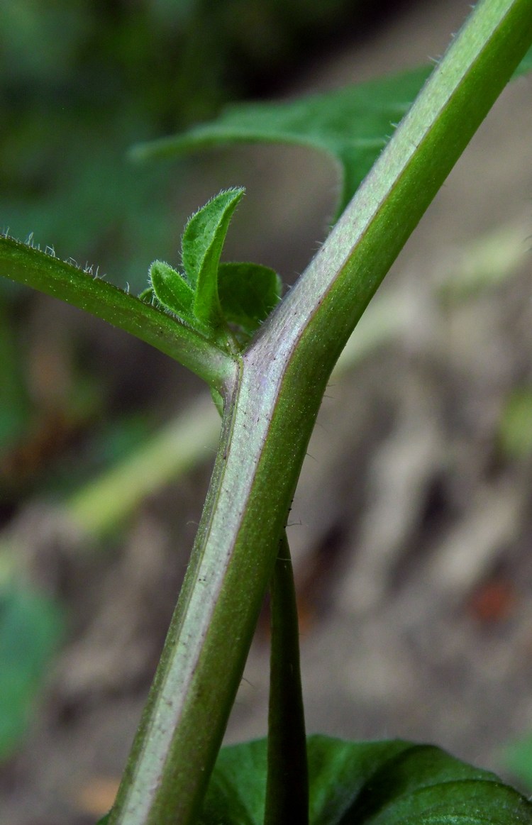 Image of Alkekengi officinarum specimen.