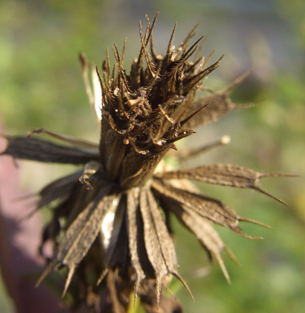 Image of Bidens frondosa specimen.