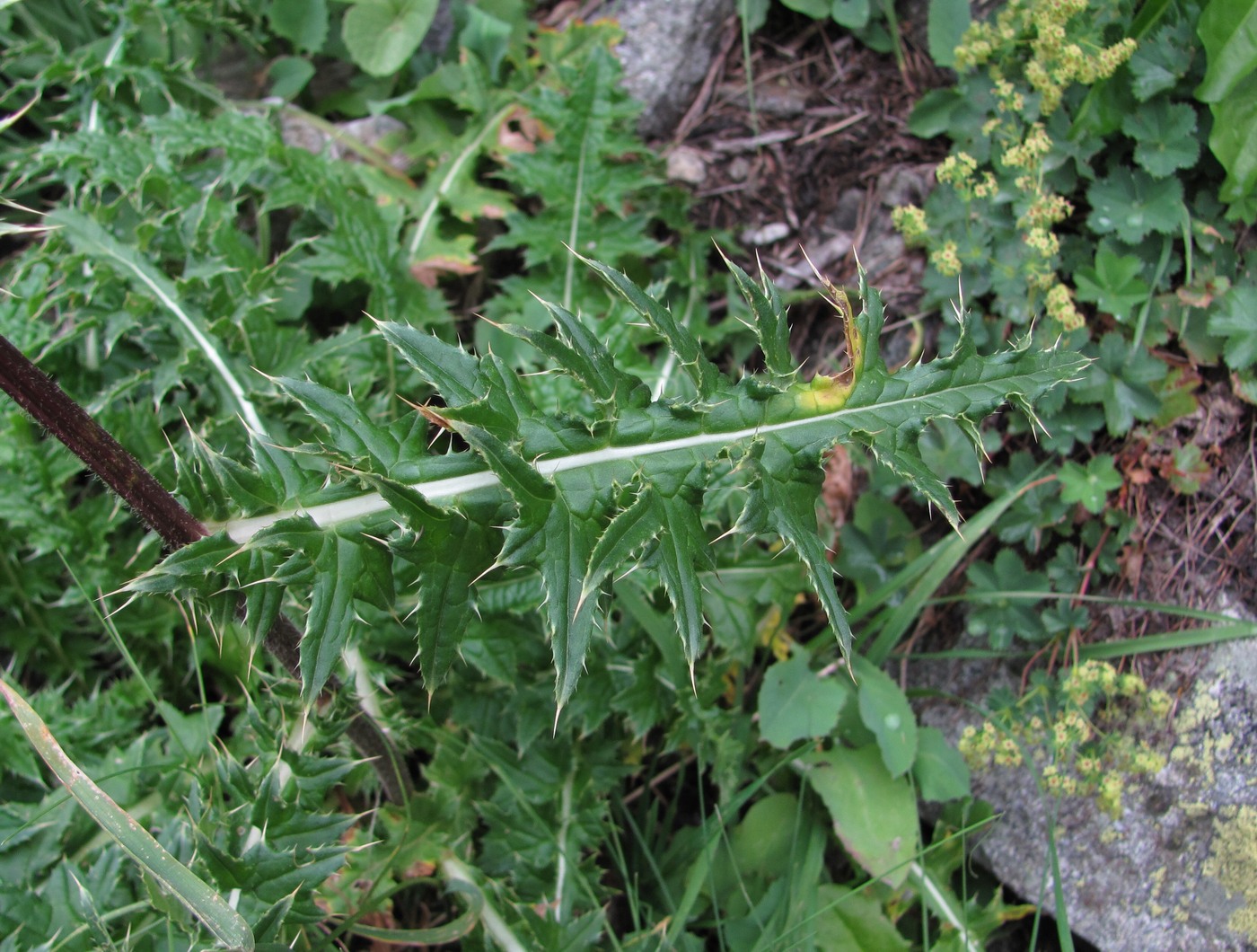 Image of Cirsium obvallatum specimen.