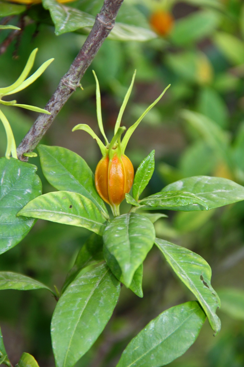 Image of Gardenia jasminoides specimen.