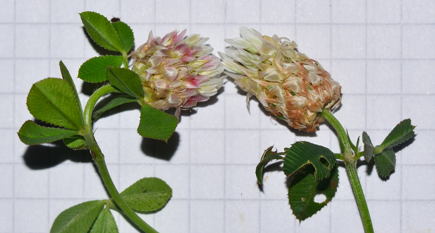 Изображение особи Trifolium argutum.