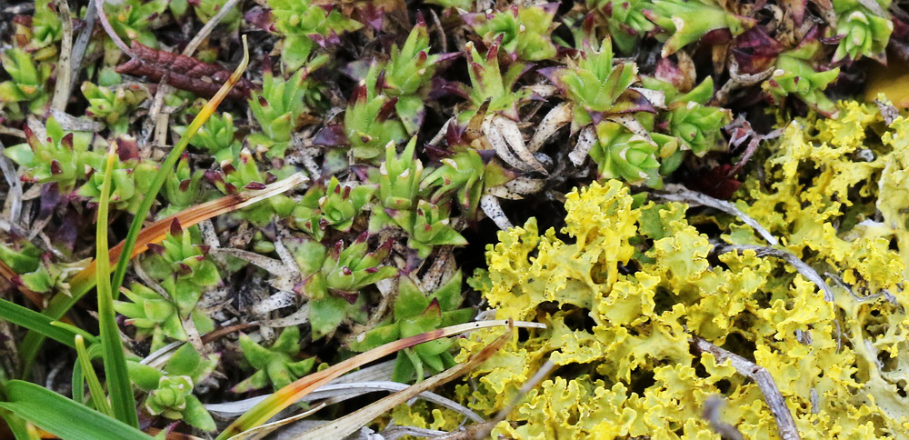 Image of Saxifraga spinulosa specimen.