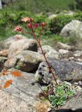 Saxifraga kolenatiana. Цветущее растение. Кабардино-Балкария, Эльбрусский р-н, долина р. Ирик, ок. 2300 м н.у.м., каменистое место. 13.07.2016.