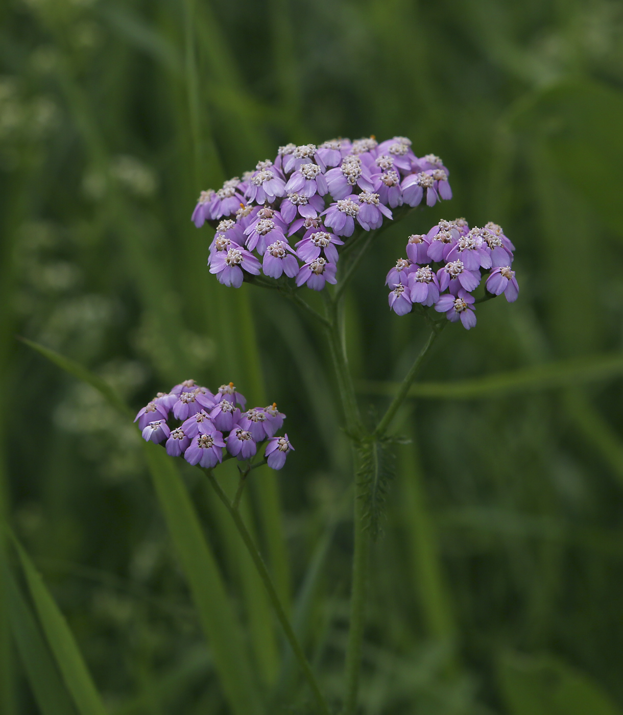 Image of Achillea millefolium specimen.