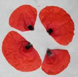 Papaver rhoeas