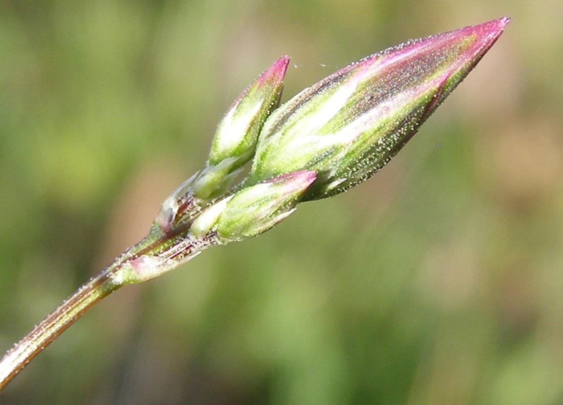 Image of Crupina vulgaris specimen.