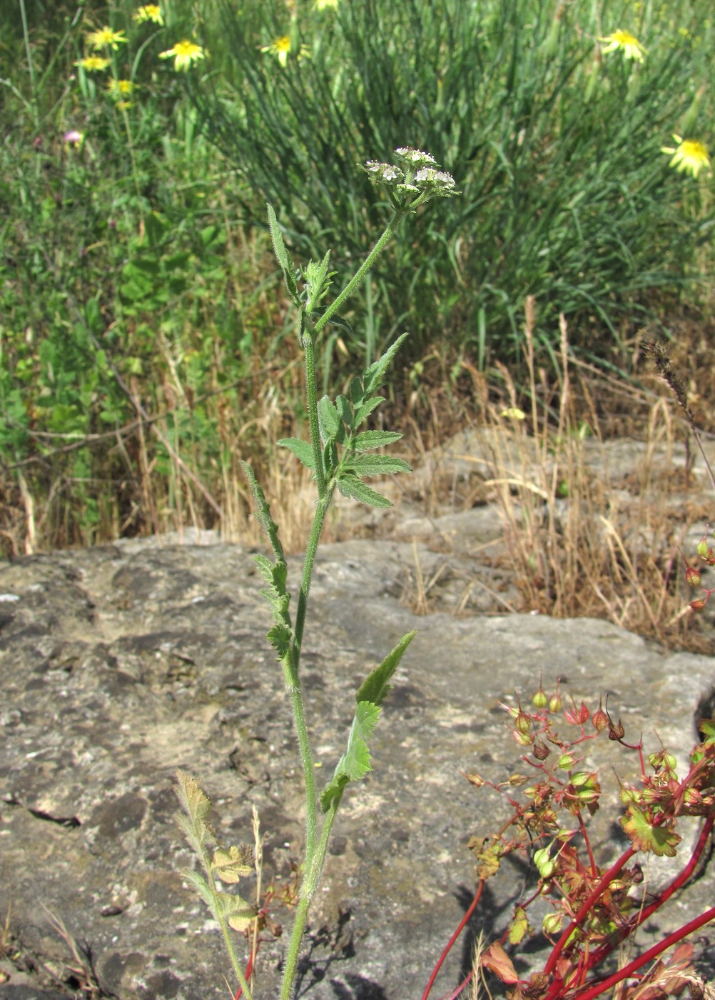 Image of Turgenia latifolia specimen.