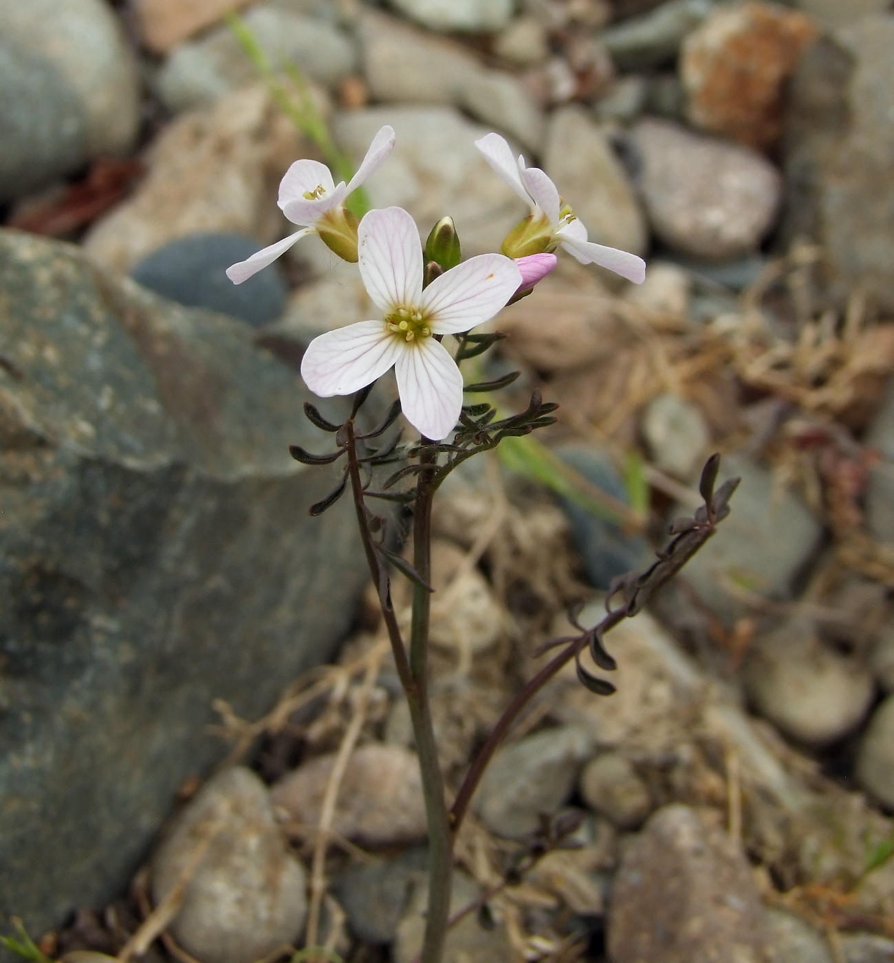 Image of Cardamine pratensis specimen.