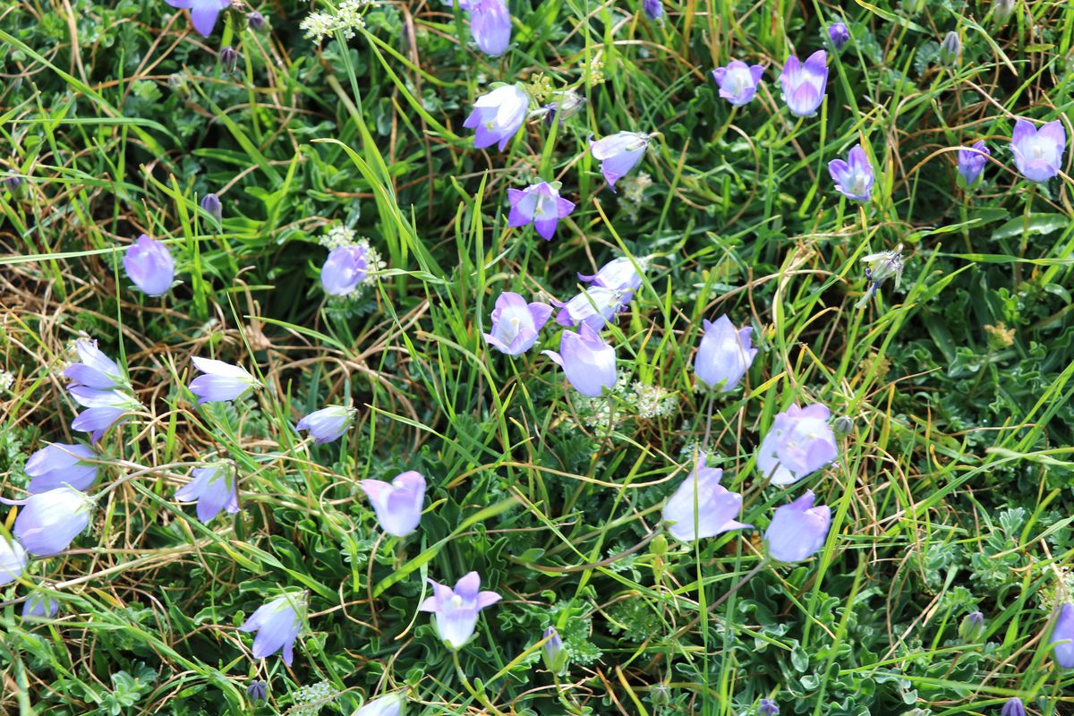 Image of Campanula tridentata specimen.