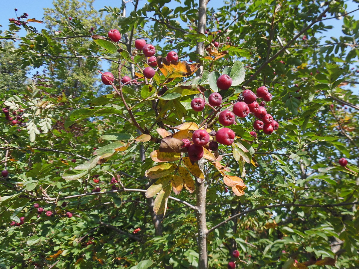 Image of &times; Crataegosorbus miczurinii specimen.