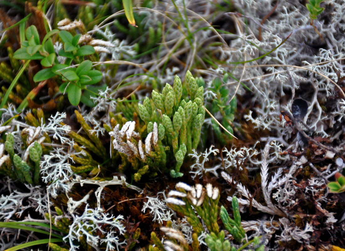 Image of Diphasiastrum alpinum specimen.