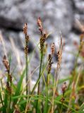 Carex bigelowii