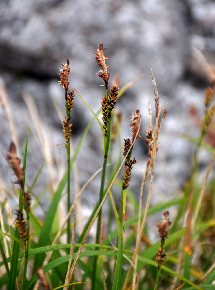 Изображение особи Carex bigelowii.