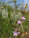 Astragalus austriacus