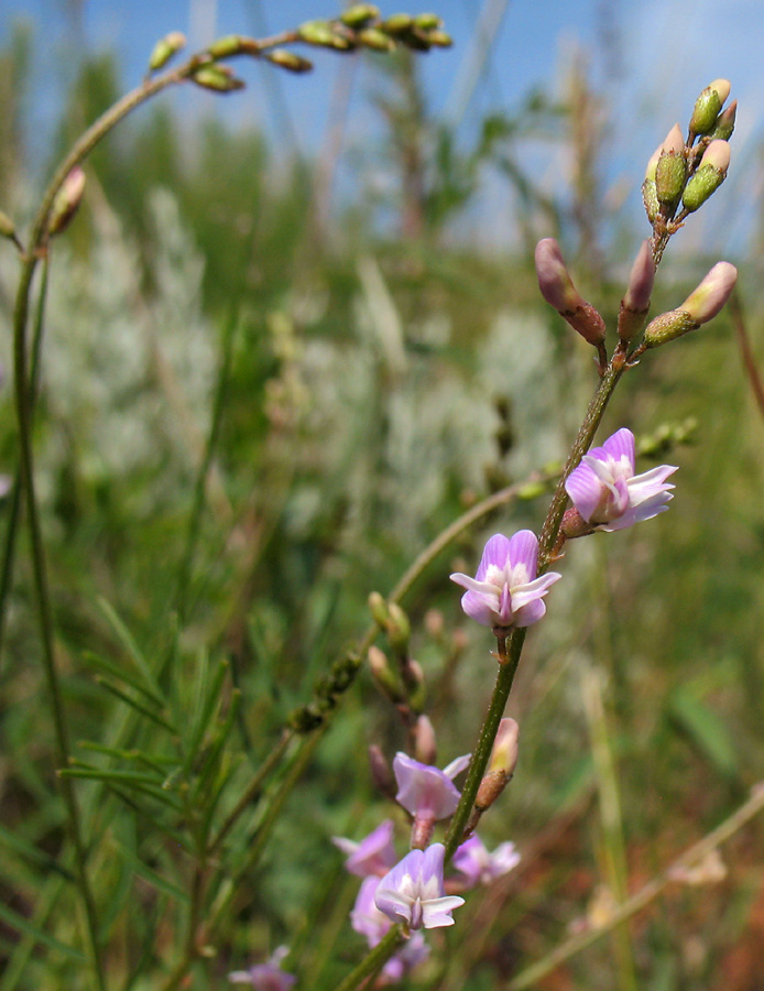 Изображение особи Astragalus austriacus.