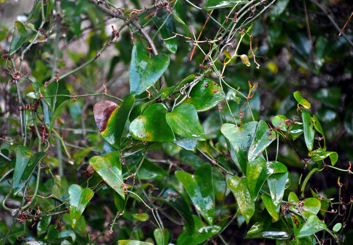 Image of Smilax aspera specimen.