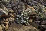 Cladonia convoluta