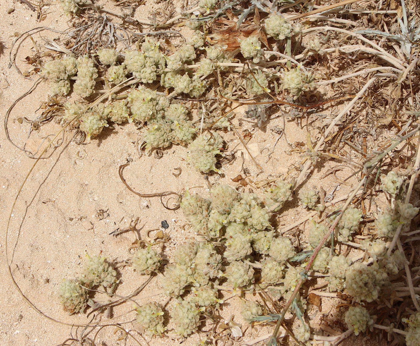 Image of Teucrium capitatum specimen.