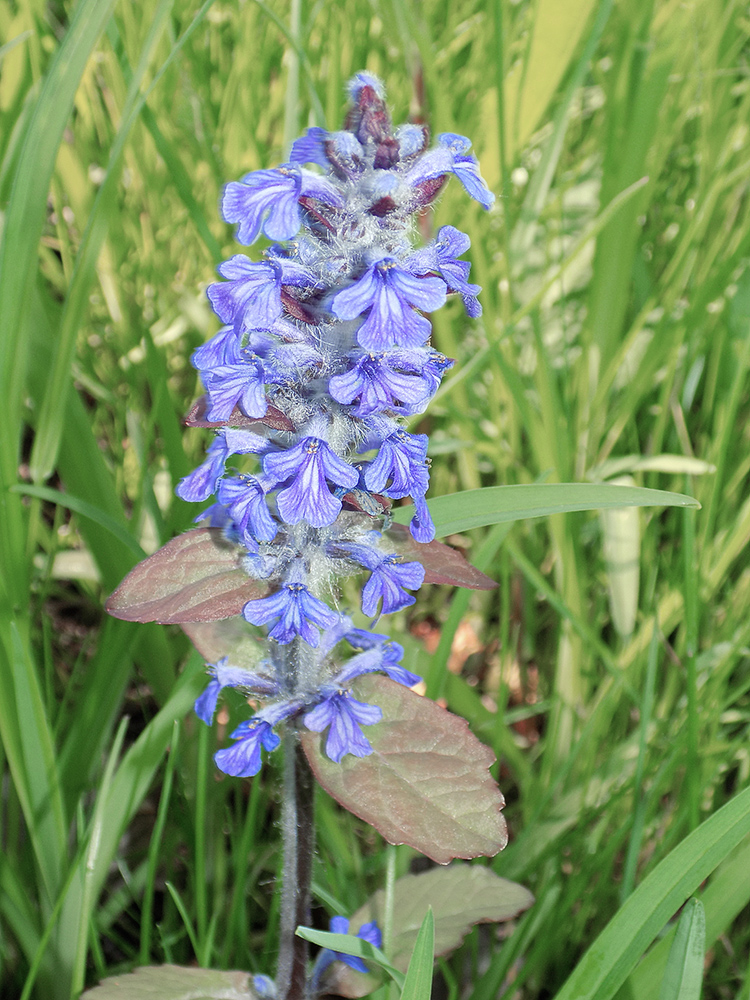 Image of Ajuga reptans specimen.