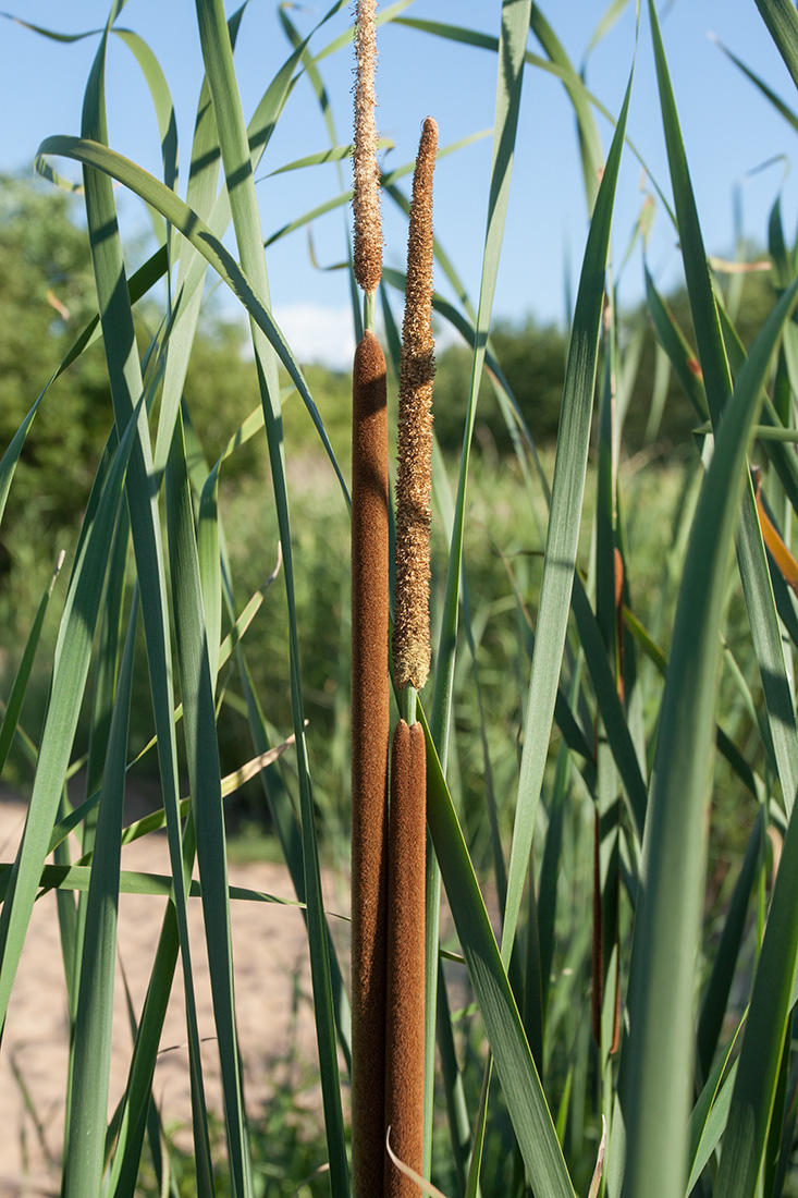 Image of Typha angustifolia specimen.