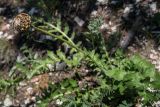 Stemmacantha uniflora