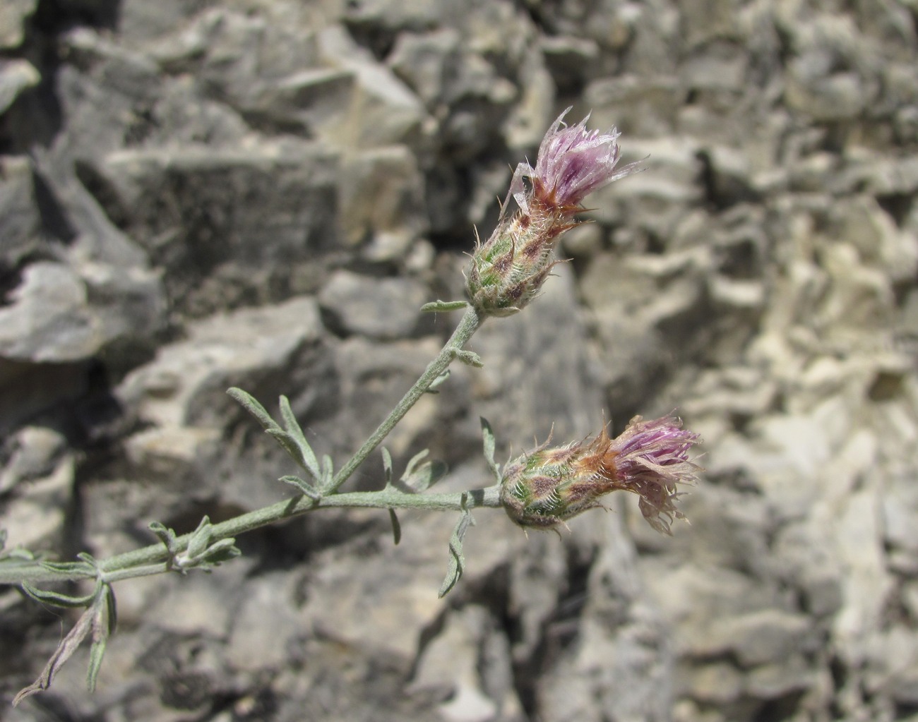 Image of Centaurea caspia specimen.