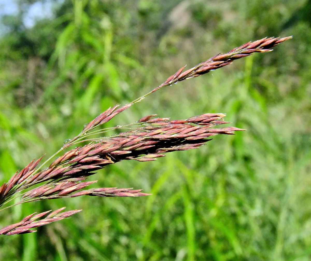 Image of Calamagrostis purpurea specimen.