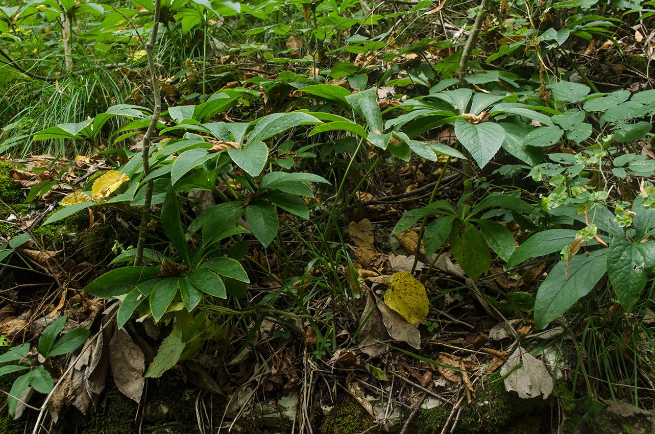 Image of Helleborus caucasicus specimen.