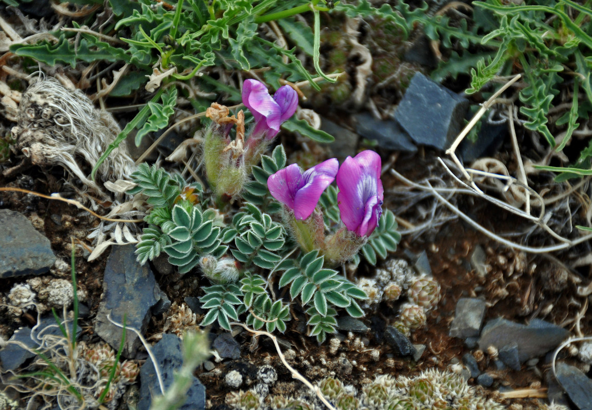 Image of Oxytropis intermedia specimen.