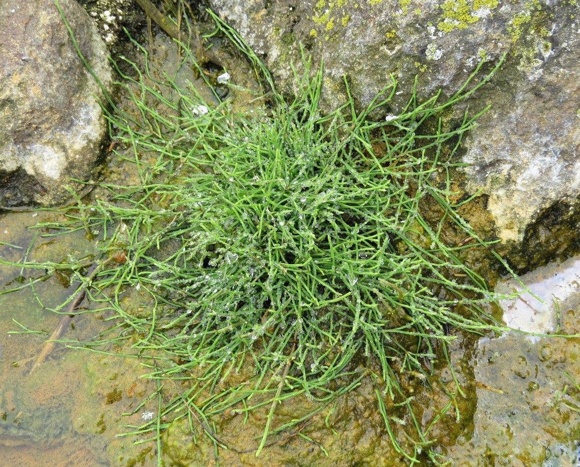 Image of Equisetum arvense specimen.