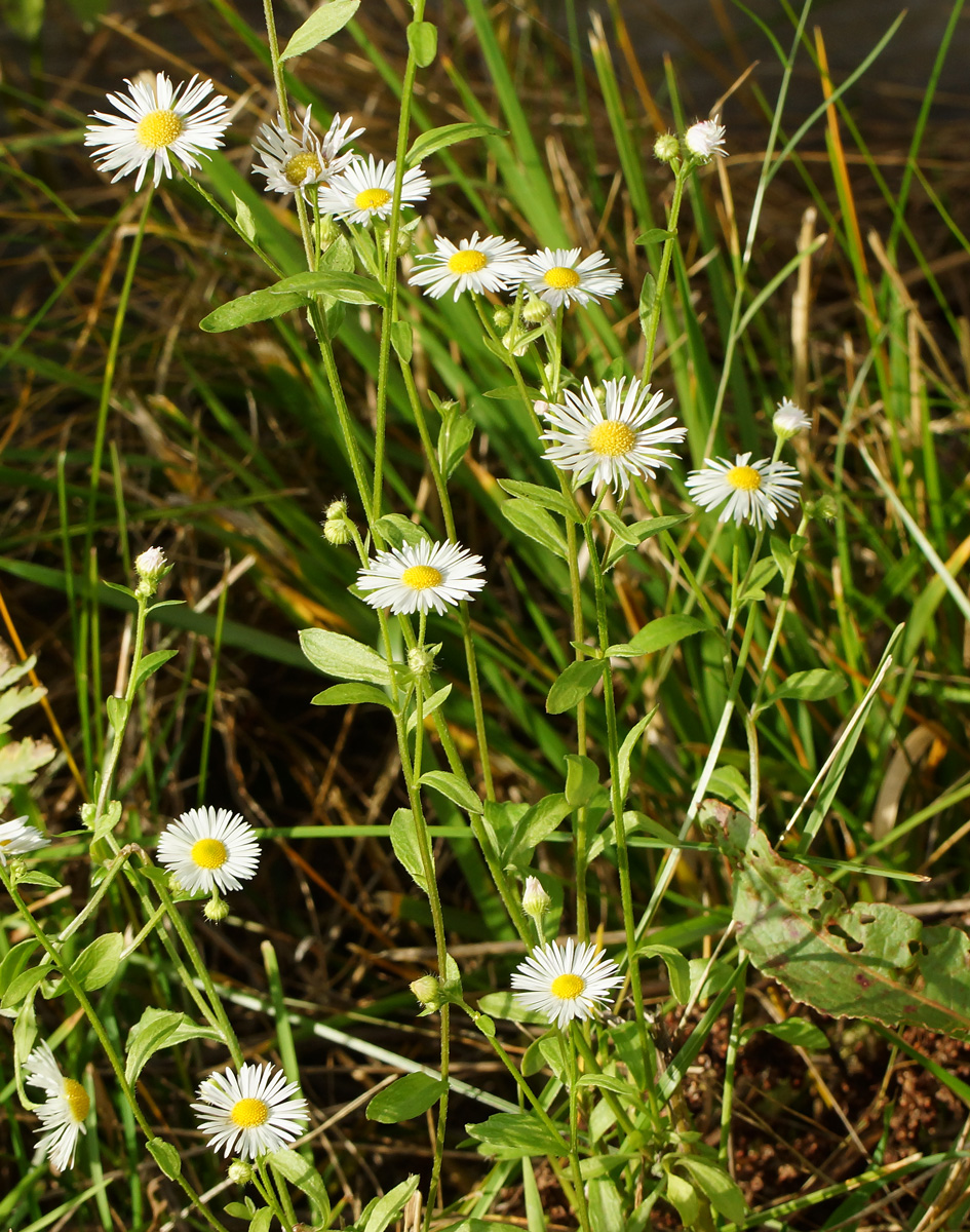 Изображение особи Erigeron annuus.