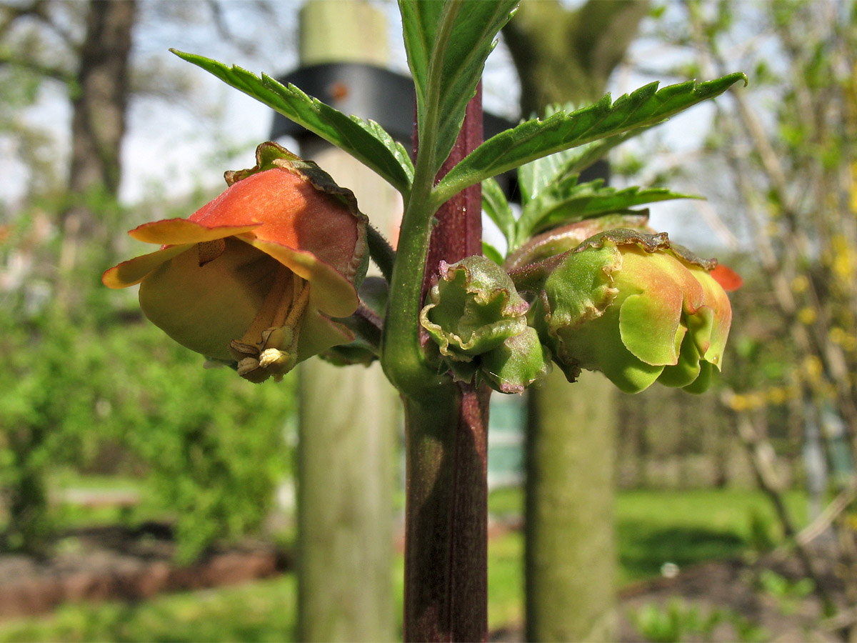 Image of Scrophularia sambucifolia specimen.