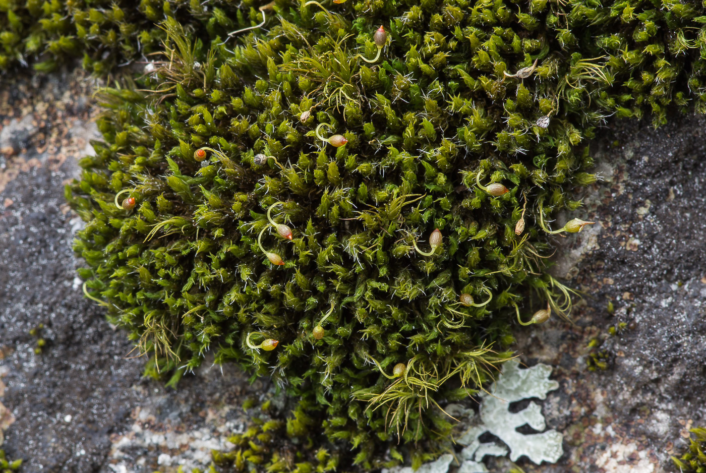 Image of Grimmia muehlenbeckii specimen.