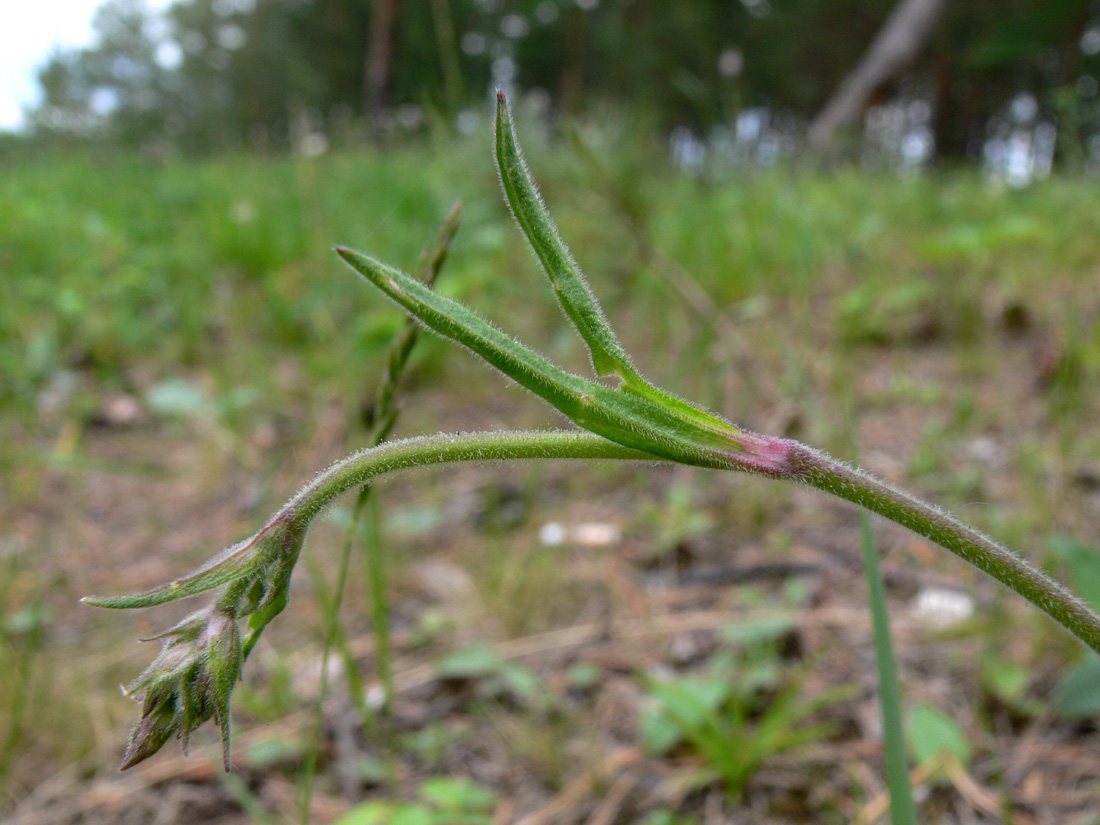 Image of Silene nutans specimen.