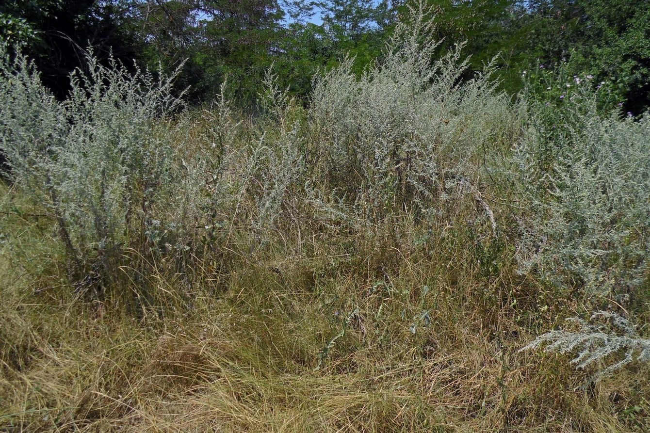 Image of Artemisia absinthium specimen.