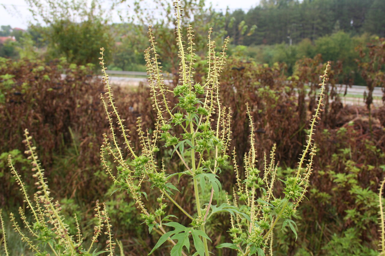 Image of Ambrosia trifida specimen.