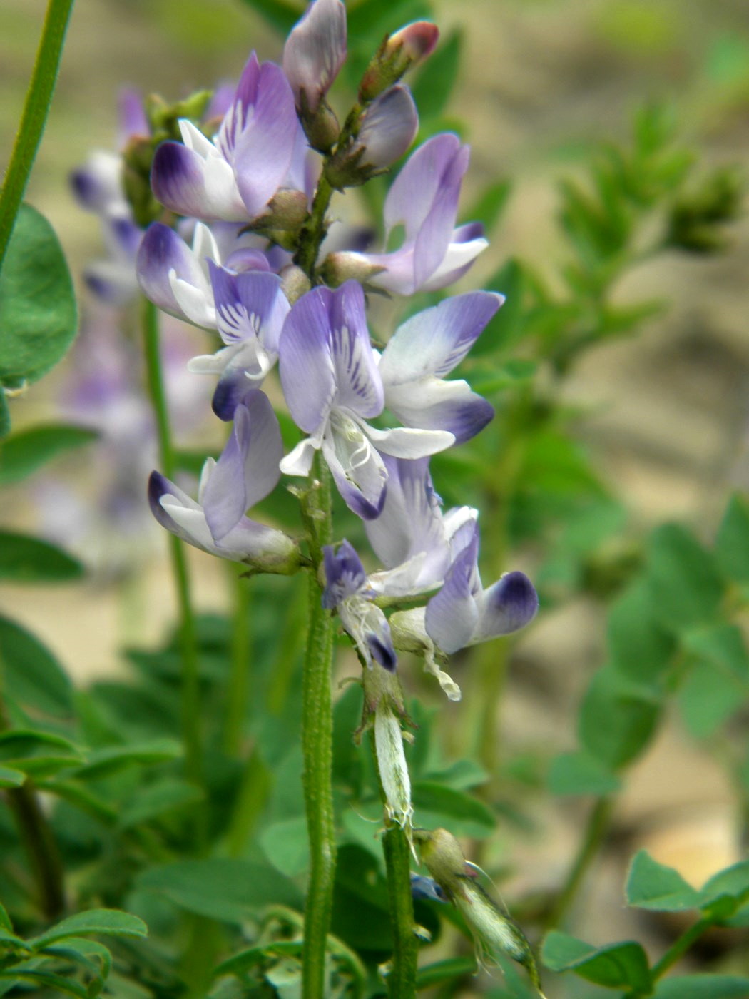 Изображение особи Astragalus schumilovae.