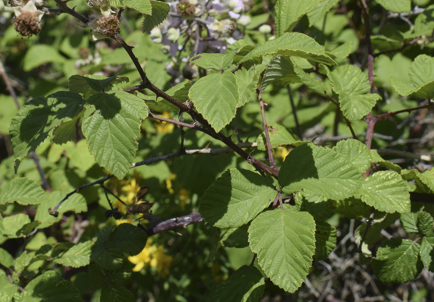 Image of Rubus ulmifolius specimen.