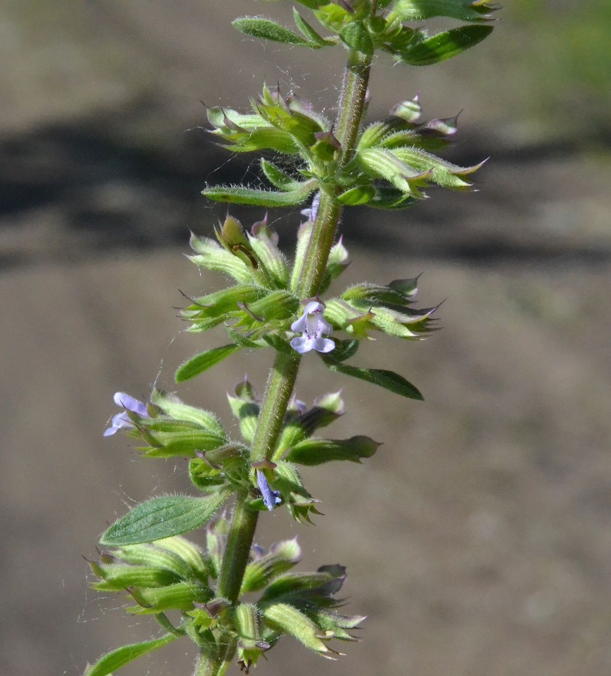 Изображение особи Dracocephalum thymiflorum.