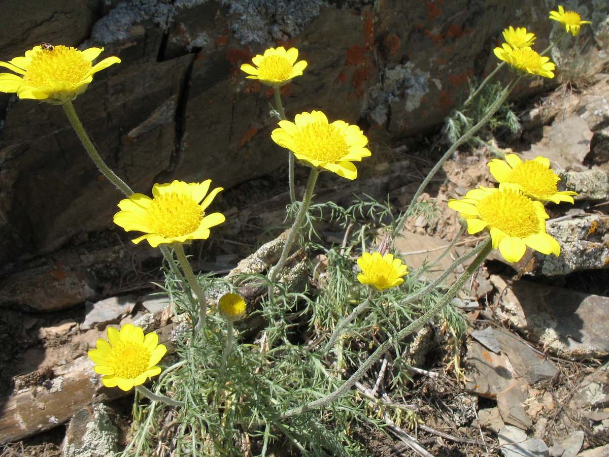 Изображение особи Trichanthemis radiata.