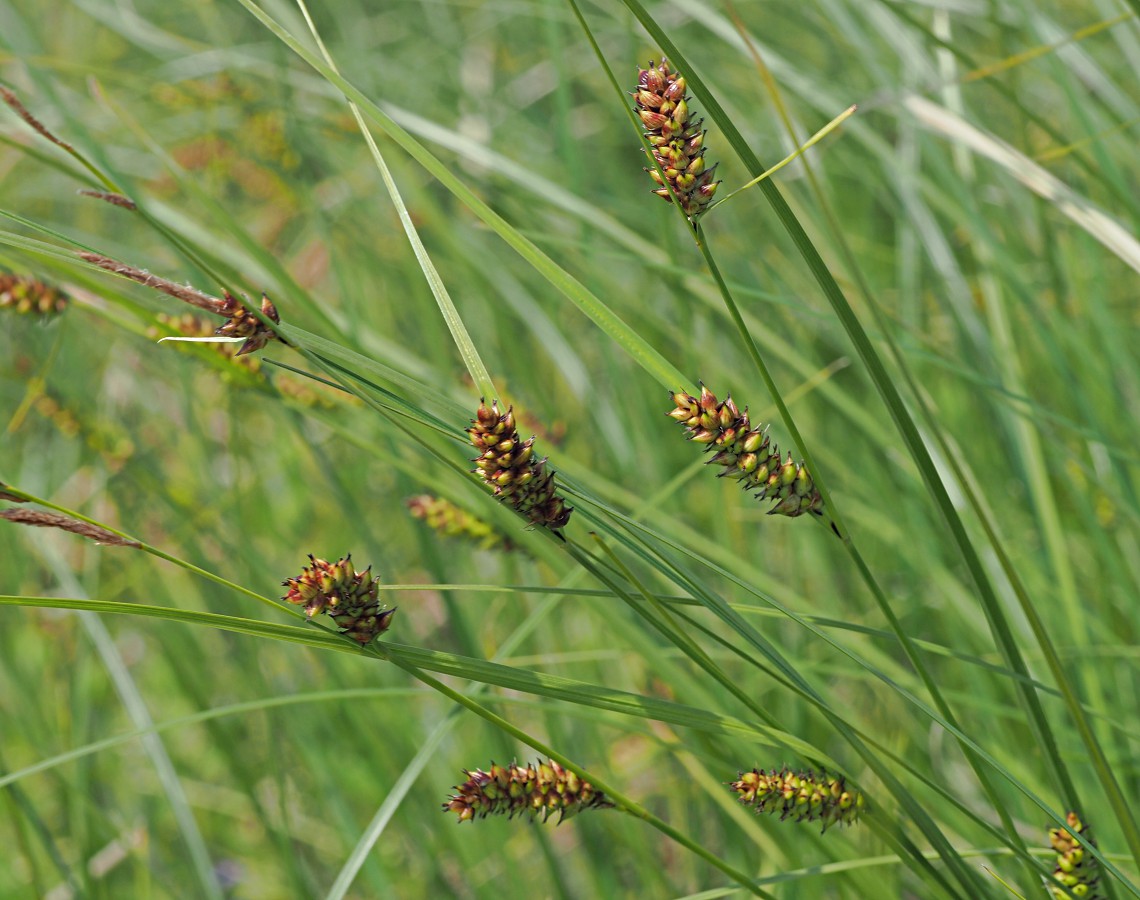 Image of Carex melanostachya specimen.