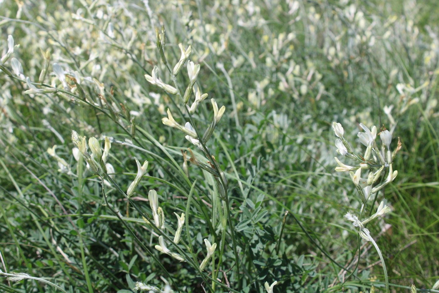 Изображение особи Astragalus pallescens.