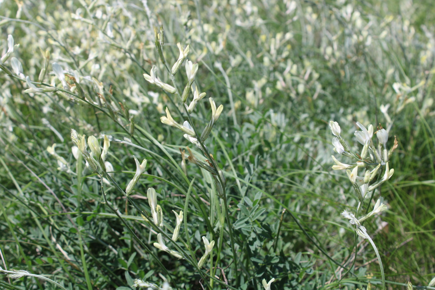 Image of Astragalus pallescens specimen.