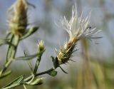 Centaurea diffusa. Верхушка веточки с соцветием и муравьём. Крым, Симферопольский р-н, окр. с. Урожайное, р-н дачного посёлка, нарушенная степь. 22.08.2021.