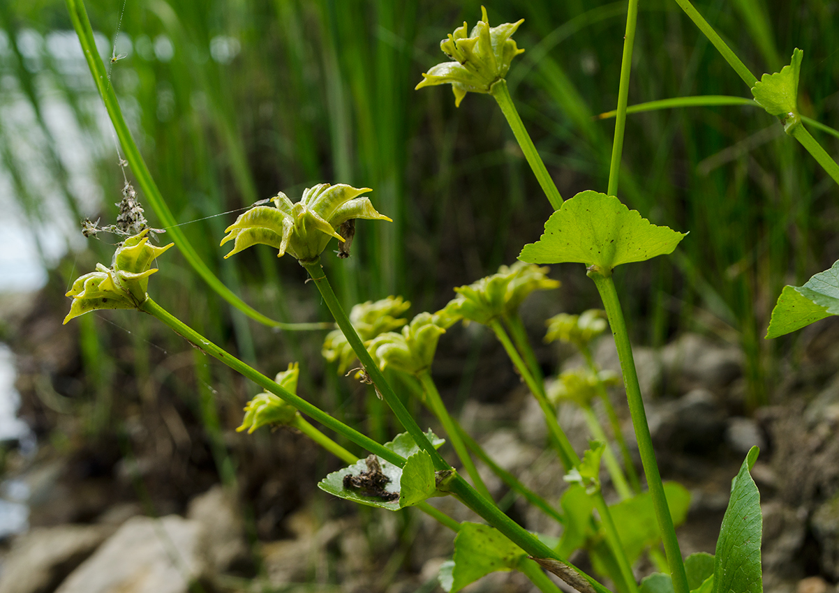 Изображение особи Caltha palustris.